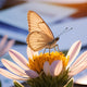Welcome to Butterfly Media– Your One-Stop Marketing Solution!